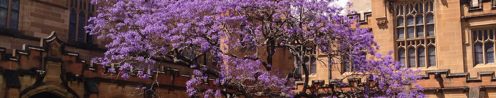 3 tipos de bolsas de graduação na Universidade de Sydney