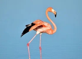 Flamingo