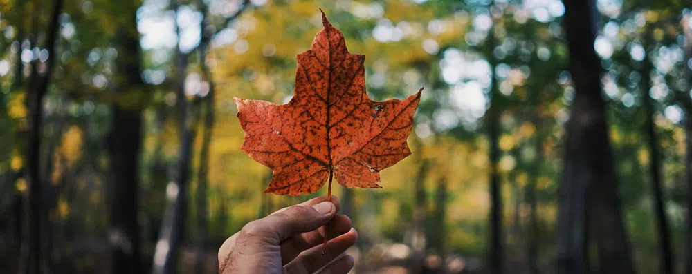 Intercâmbio no Canadá com tudo pago