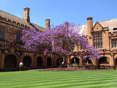3 tipos de bolsas de graduação na Universidade de Sydney