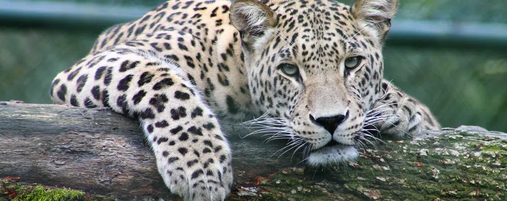 TESTE: Você conhece os animais símbolo dos países?