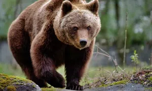 Urso